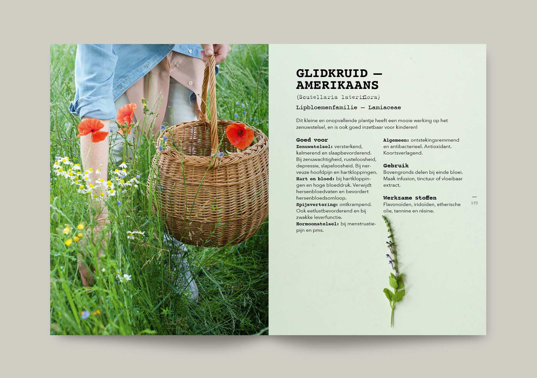 Plant_spread1