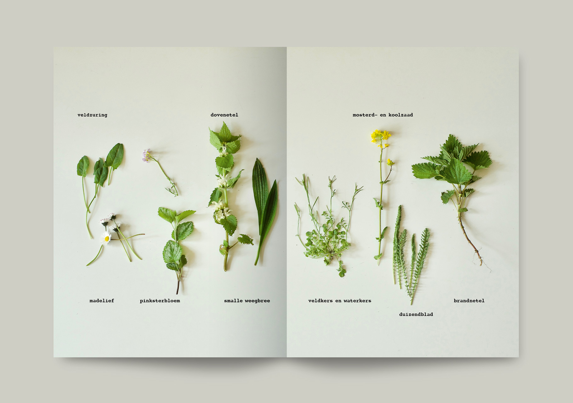 Plant_spread3